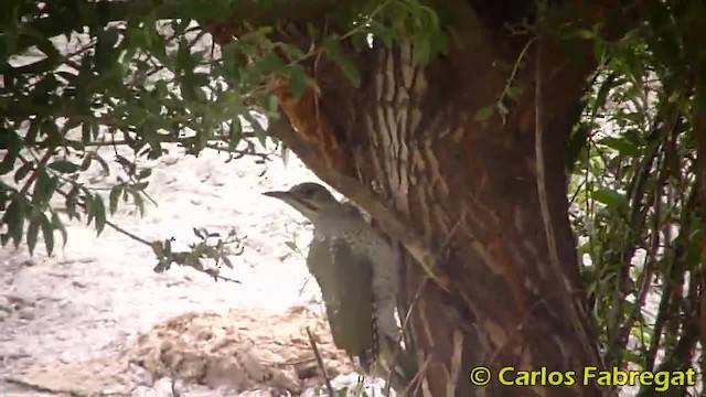 Iberian Green Woodpecker - ML201881941
