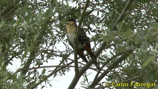 Great Spotted Cuckoo - ML201882191