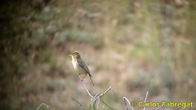 Melodious Warbler - ML201882371