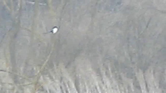 Eurasian Magpie (Eurasian) - ML201882921