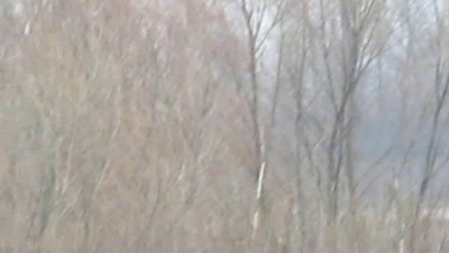 Eurasian Magpie (Eurasian) - ML201882961
