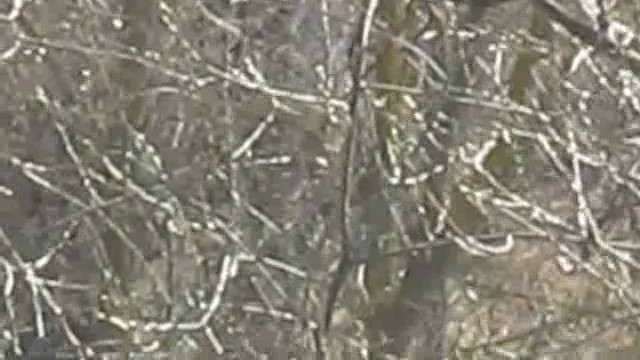 Eurasian Magpie (Eurasian) - ML201883221