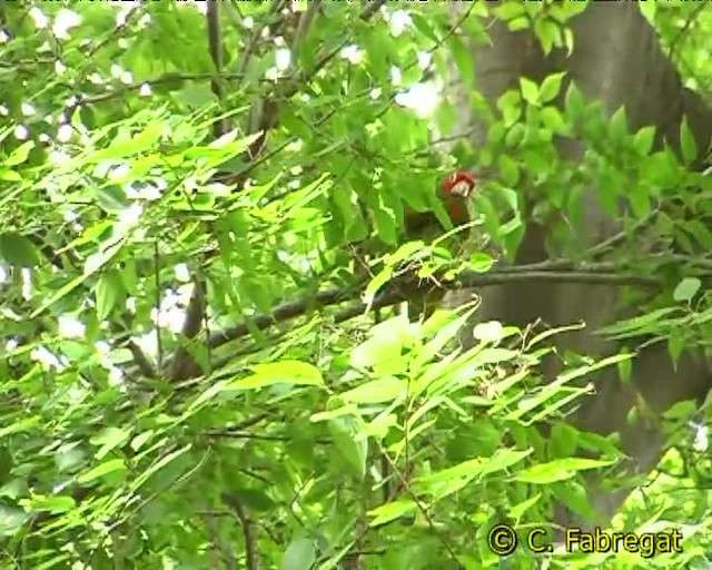 Red-masked Parakeet - ML201884251