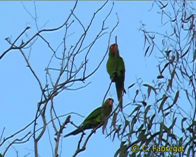 Guayaquil Papağanı - ML201884281