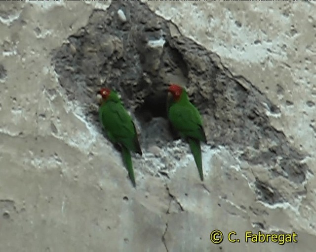 Red-masked Parakeet - ML201884301
