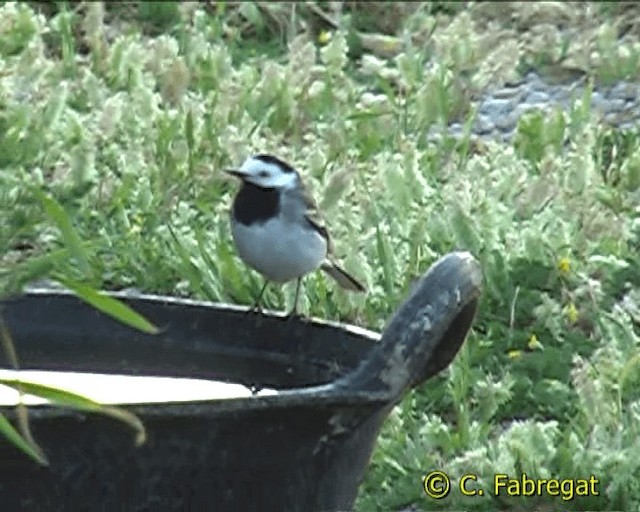 White Wagtail (White-faced) - ML201884641