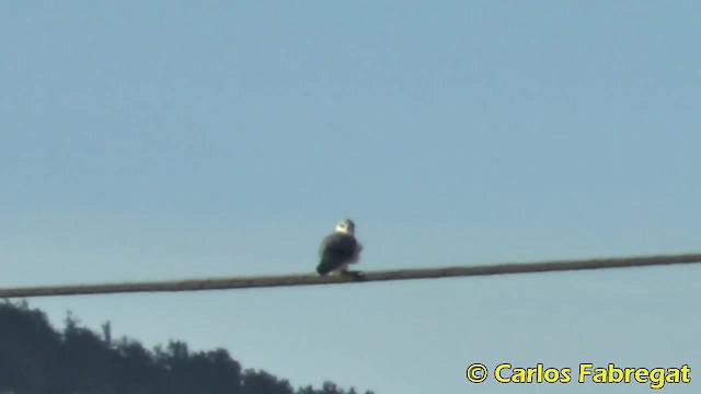Black-winged Kite (African) - ML201884711
