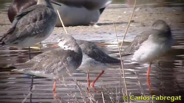 Spotted Redshank - ML201885031