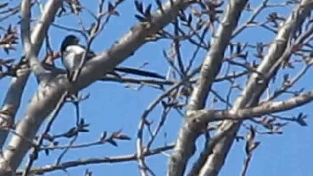 Eurasian Magpie (Eurasian) - ML201885391