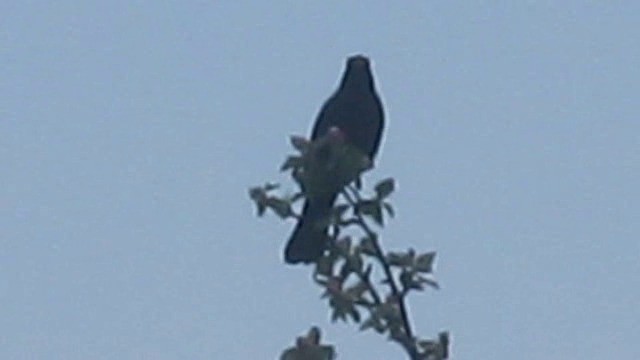 Eurasian Blackbird - ML201886051