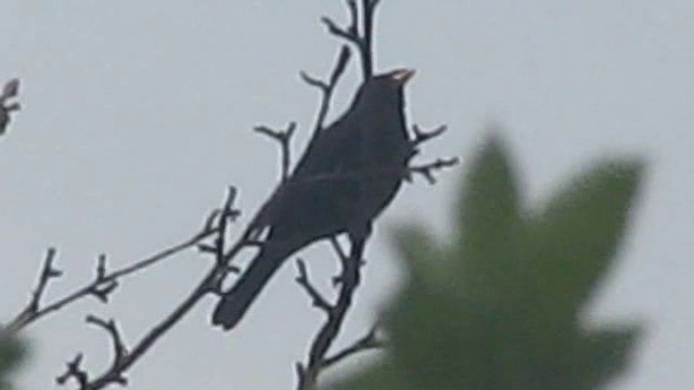 Eurasian Blackbird - ML201886061