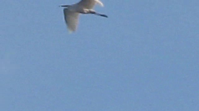 Great Egret (alba) - ML201886101