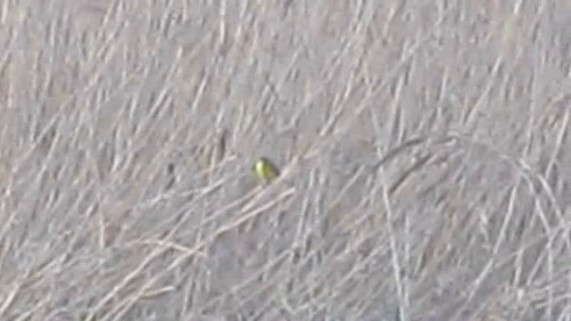 Жёлтая трясогузка (flava) - ML201886181