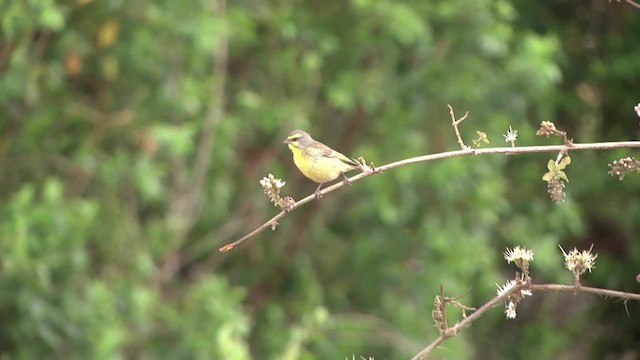Yellow-fronted Canary - ML201886441