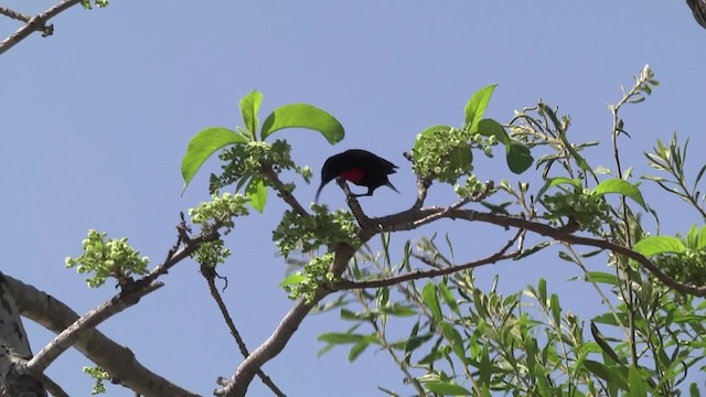 Scarlet-chested Sunbird - ML201886471