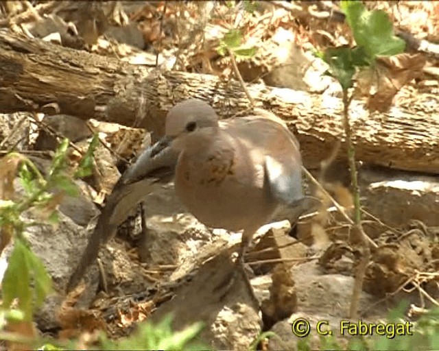 Laughing Dove - ML201886871