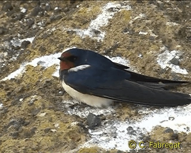 Barn Swallow (White-bellied) - ML201887251
