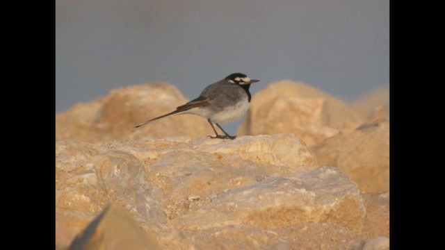 White Wagtail (Moroccan) - ML201887441