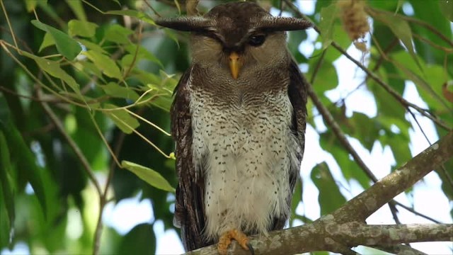 Barred Eagle-Owl - ML201887551