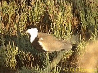 Spur-winged Lapwing - ML201887571