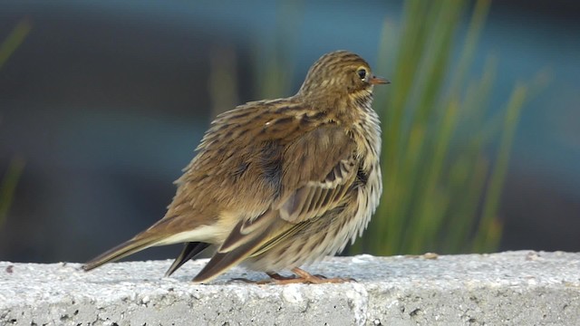  - Meadow Pipit