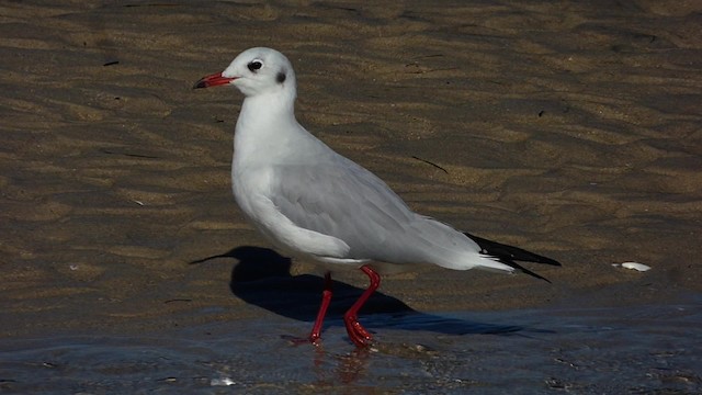 Mouette rieuse - ML201887821
