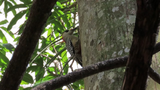 West Indian Woodpecker - ML201887931