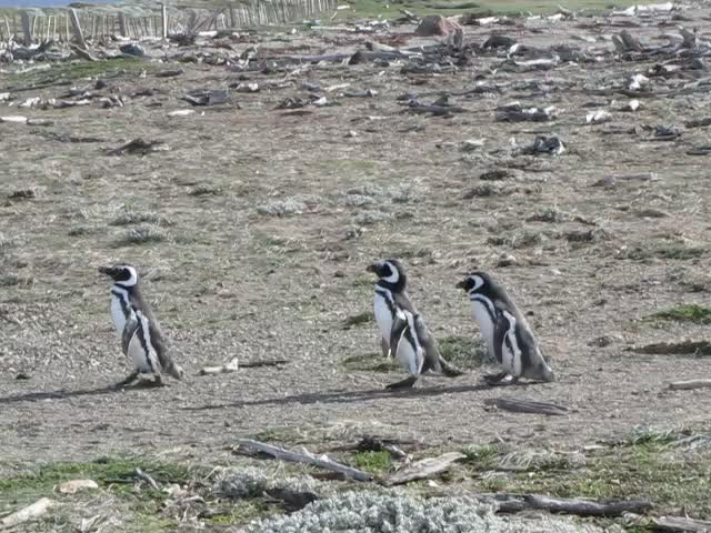 tučňák magellanský - ML201887951