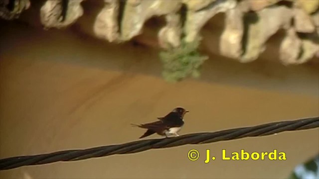 Barn Swallow (White-bellied) - ML201888161