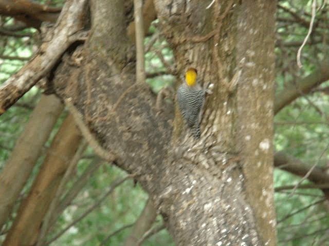 Golden-cheeked Woodpecker - ML201888891
