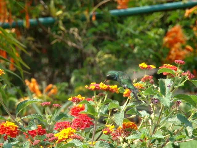 kolibřík zlatohlavý - ML201889121