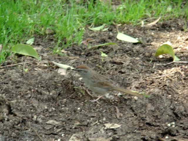 Rufous-crowned Sparrow - ML201889191