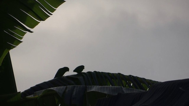 Meksika Serçe Papağanı - ML201889381