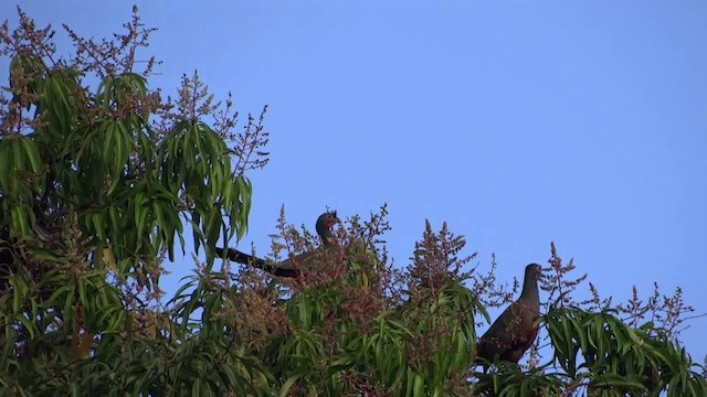  - Rufous-bellied Chachalaca