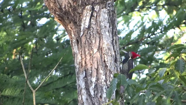 Lineated Woodpecker (Lineated) - ML201889421