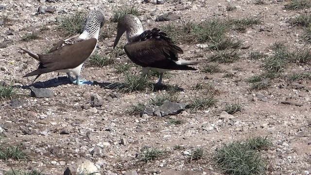 Blue-footed Booby - ML201889441