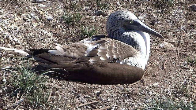 Blue-footed Booby - ML201889471