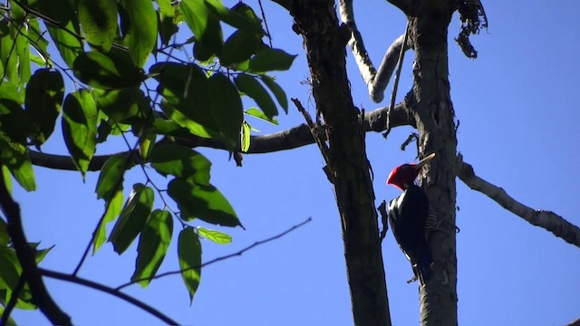 Pale-billed Woodpecker - ML201889491