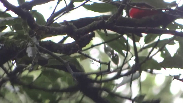 Red Warbler (White-cheeked) - ML201889561