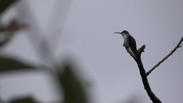 Green-and-white Hummingbird - ML201889611