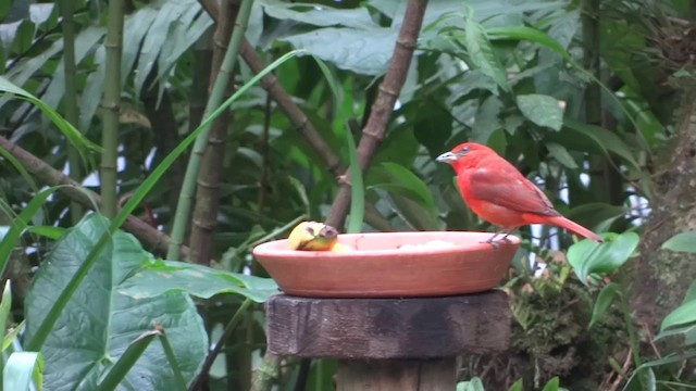 Hepatic Tanager (Highland) - ML201889621