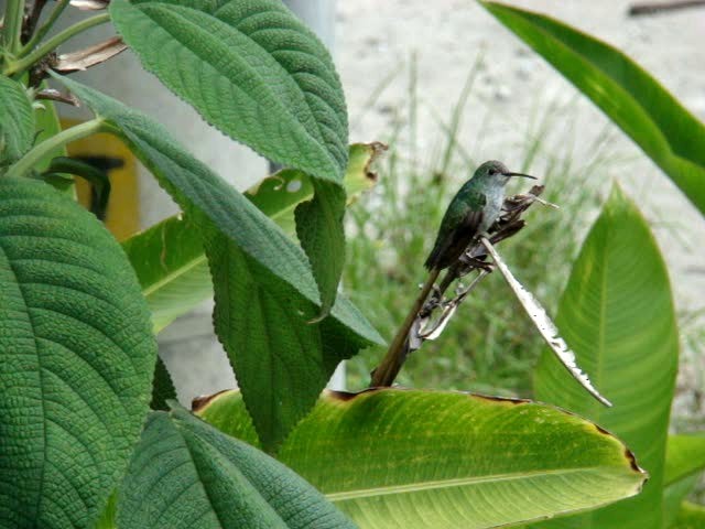 Green-and-white Hummingbird - ML201889661