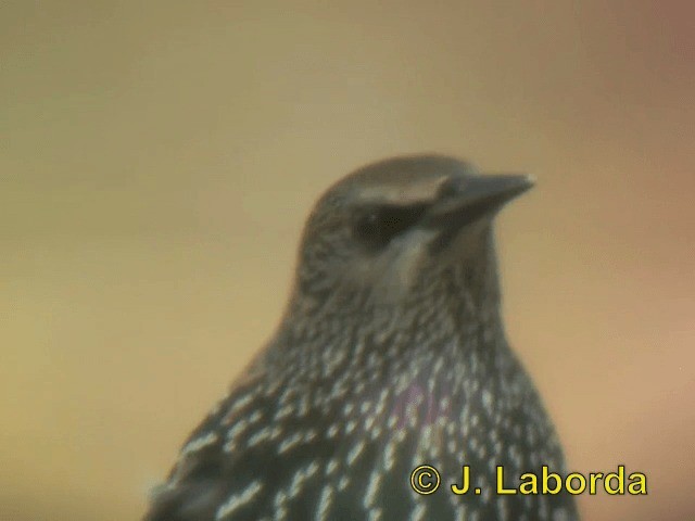 European Starling - ML201890161