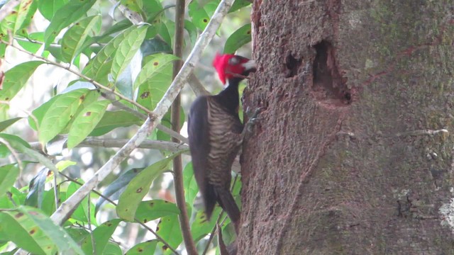 Pale-billed Woodpecker - ML201890441