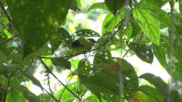 Bornean Leafbird - ML201890601