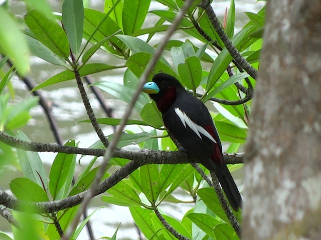 Black-and-red Broadbill (Black-and-red) - ML201890701