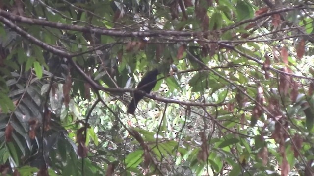 Black Magpie (Bornean) - ML201890741