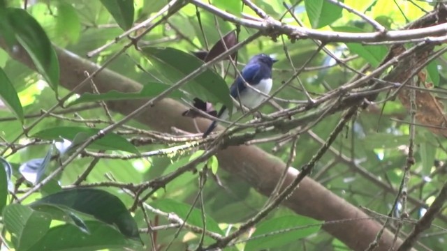 Blue-and-white Flycatcher - ML201890811