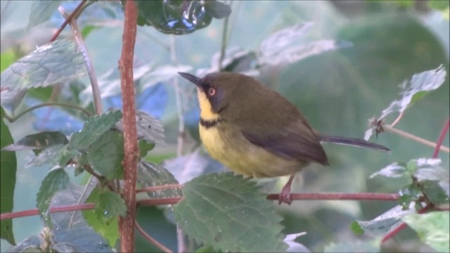  - Yellow-throated Apalis