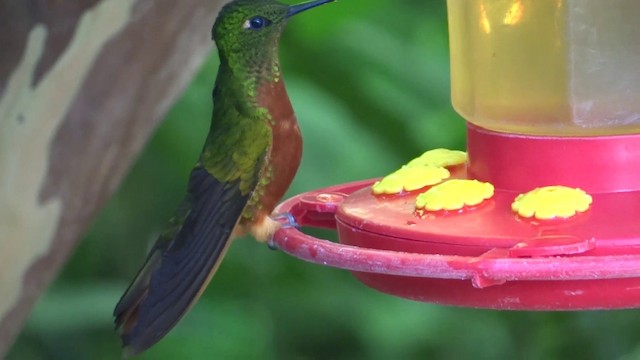 kolibřík peruánský - ML201891851